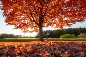 🍁 Fall Is Here! 🍂