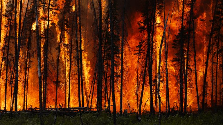 Smoke, Flames, and Firefighters: Inside B.C.’s Wildfire Crisis